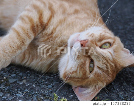 仲良し地域猫 137388255