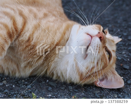 仲良し地域猫 137388259