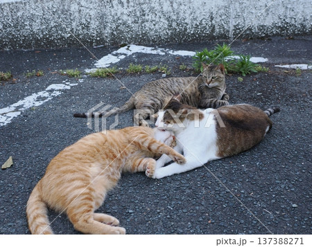 仲良し地域猫 仲良し地域猫 137388271