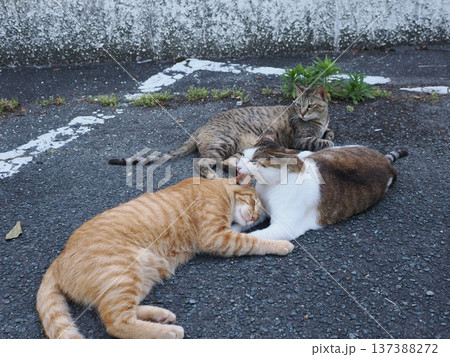 仲良し地域猫 仲良し地域猫 137388272