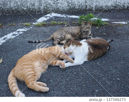 仲良し地域猫 仲良し地域猫 137388273