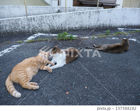仲良し地域猫 仲良し地域猫 137388282
