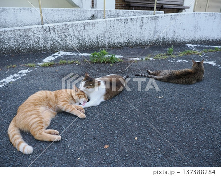仲良し地域猫 仲良し地域猫 137388284