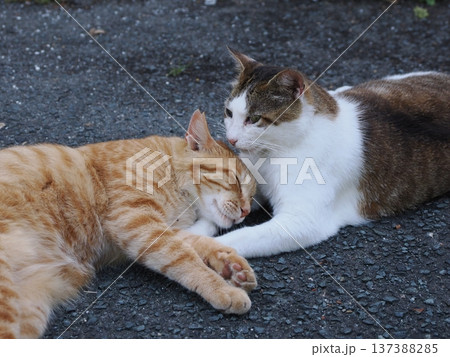 仲良し地域猫 137388285