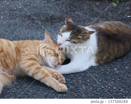 仲良し地域猫 仲良し地域猫 137388289