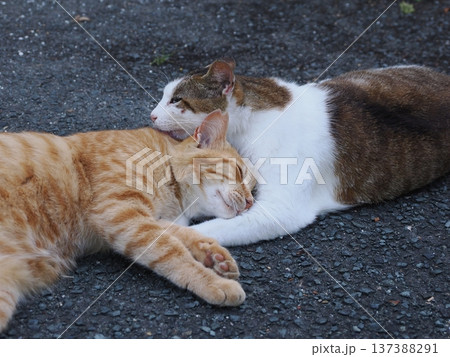 仲良し地域猫 137388291
