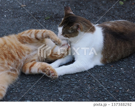 仲良し地域猫 仲良し地域猫 137388292