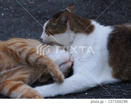 仲良し地域猫 137388296