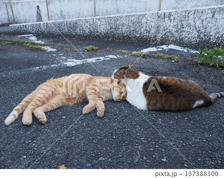 仲良し地域猫 137388300