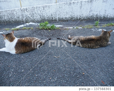 仲良し地域猫 137388301