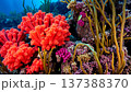 Underwater world, algae, corals, rocks at the bottom of the sea 137388370