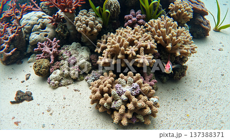 Underwater world, algae, corals, rocks at the bottom of the sea 137388371