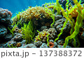 Underwater world, algae, corals, rocks at the bottom of the sea 137388372