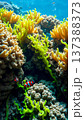 Underwater world, algae, corals, rocks at the bottom of the sea 137388373