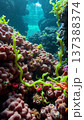 Underwater world, algae, corals, rocks at the bottom of the sea 137388374
