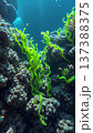 Underwater world, algae, corals, rocks at the bottom of the sea 137388375