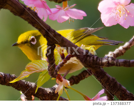 桜の花にとまるメジロ 春の日本を象徴する野鳥 桜の花にとまるメジロ 春の日本を象徴する野鳥 137388377