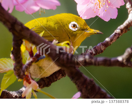 桜の花にとまるメジロ 春の日本を象徴する野鳥 137388378