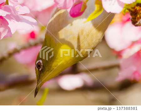 桜の花にとまるメジロ 春の日本を象徴する野鳥 桜の花にとまるメジロ 春の日本を象徴する野鳥 137388381