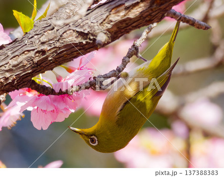 桜の花にとまるメジロ 春の日本を象徴する野鳥 137388383