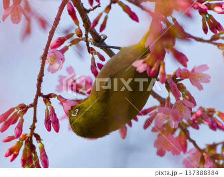 桜の花にとまるメジロ 春の日本を象徴する野鳥 137388384