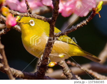 桜の花にとまるメジロ 春の日本を象徴する野鳥 137388385
