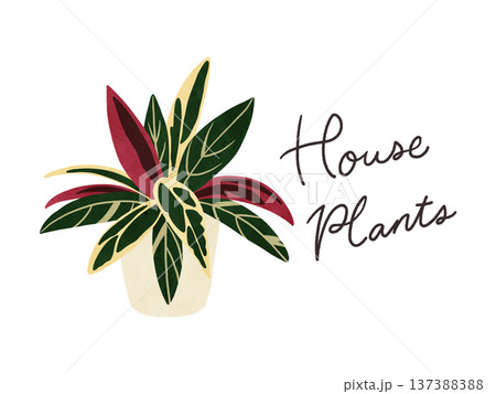 HousePlantsとストロマンテ・トリオスターの鉢植え　水彩風手描きイラスト 137388388
