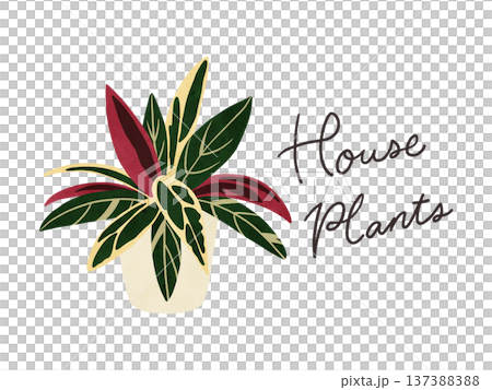 Houseplants and potted Stromanthe Triostar watercolor hand-drawn illustration 137388388