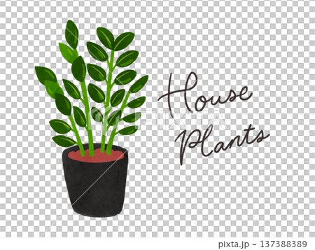 Houseplants and potted Zamioculcas watercolor hand-drawn illustration Houseplants and potted Zamioculcas watercolor hand-drawn illustration 137388389