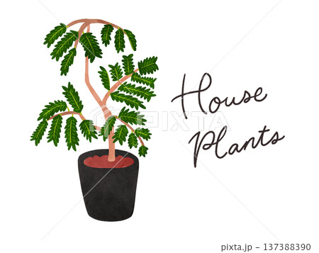 HousePlantsとエバーフレッシュの鉢植え 水彩風手描きイラスト HousePlantsとエバーフレッシュの鉢植え 水彩風手描きイラスト 137388390