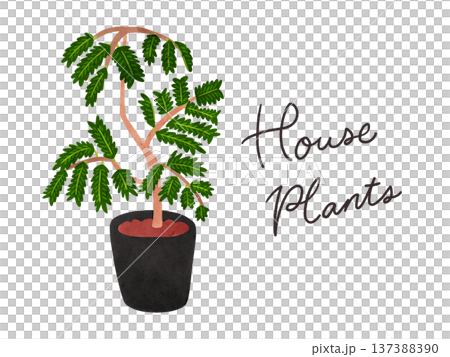 HousePlantsとエバーフレッシュの鉢植え 水彩風手描きイラスト HousePlantsとエバーフレッシュの鉢植え 水彩風手描きイラスト 137388390