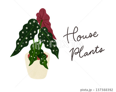HousePlantsとベゴニア・マクラータの鉢植え　水彩風手描きイラスト 137388392