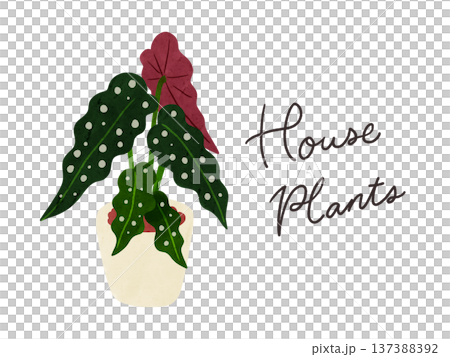 HousePlantsとベゴニア・マクラータの鉢植え　水彩風手描きイラスト 137388392