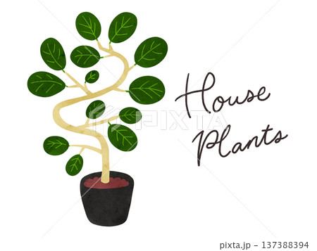 HousePlantsとフィカス・ベンガレンシスの鉢植え　水彩風手描きイラスト 137388394