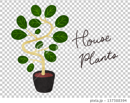 室內植物與盆栽榕樹(Ficus benghalensis)水彩手繪插圖 室內植物與盆栽榕樹(Ficus benghalensis)水彩手繪插圖 137388394