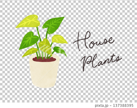 Houseplants and Syngonium potted plants watercolor hand-drawn illustration 137388395