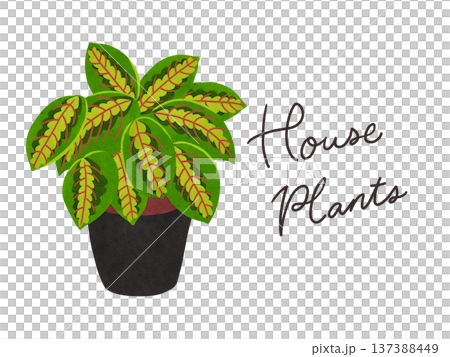 Houseplants and potted maranta watercolor hand-drawn illustration Houseplants and potted maranta watercolor hand-drawn illustration 137388449