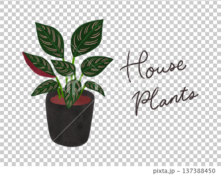 室內植物與盆栽竹芋(Calathea sanderiana)水彩手繪插圖 室內植物與盆栽竹芋(Calathea sanderiana)水彩手繪插圖 137388450