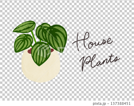 室內植物和盆栽椒草(Peperomia sandersii)水彩手繪插圖 室內植物和盆栽椒草(Peperomia sandersii)水彩手繪插圖 137388451