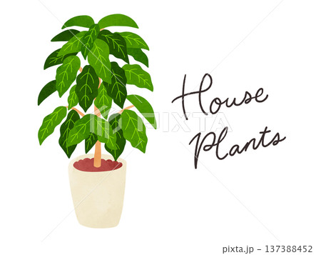 HousePlantsとコーヒーの木の鉢植え 水彩風手描きイラスト HousePlantsとコーヒーの木の鉢植え 水彩風手描きイラスト 137388452