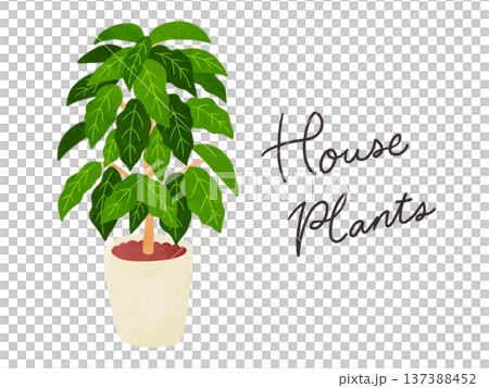 HousePlantsとコーヒーの木の鉢植え 水彩風手描きイラスト HousePlantsとコーヒーの木の鉢植え 水彩風手描きイラスト 137388452