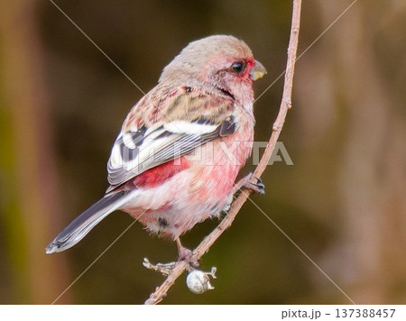 枝にとまるベニマシコの雄 冬の野鳥 137388457