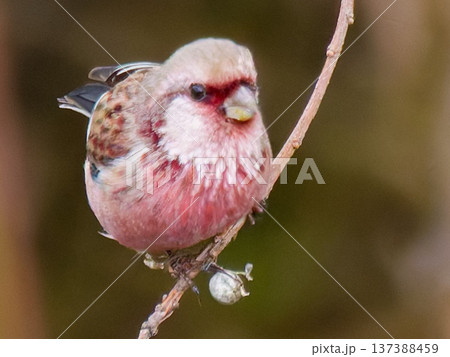枝にとまるベニマシコの雄 冬の野鳥 枝にとまるベニマシコの雄 冬の野鳥 137388459