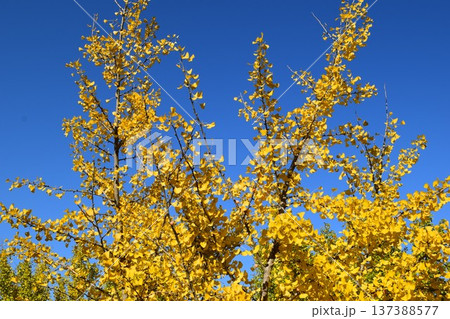 イチョウ 137388577