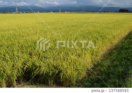 稔り始めた稲穂 山形庄内米 137388583