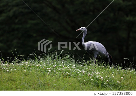 草原の上に立つハゴロモヅル 137388800