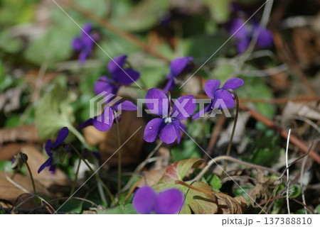 ニオイスミレ　花 137388810