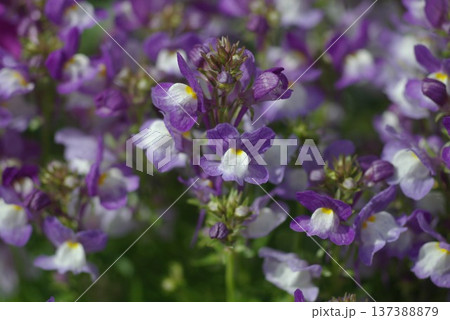 リナリア　花 137388879