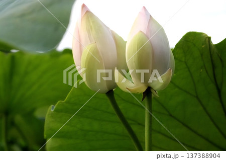 蓮の花の蕾と葉の落ちた花びら 蓮の花の蕾と葉の落ちた花びら 137388904