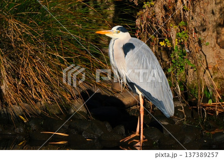 鶴見川で魚を探すアオサギ 137389257